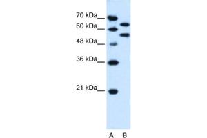 Western Blotting (WB) image for anti-Nucleotide Exchange Factor SIL1 (SIL1) antibody (ABIN2463991) (SIL1 antibody)