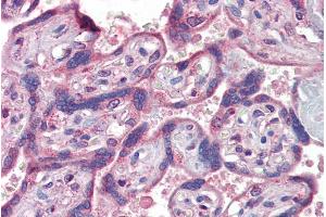 ABIN335143 (5µg/ml) staining of paraffin embedded Human Placenta. (IFNAR2 antibody  (Internal Region))