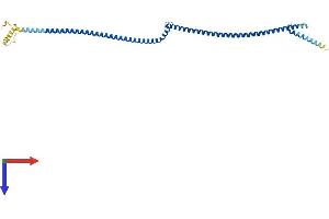 Coiled-Coil Domain Containing 42 (CCDC42) (AA 1-316) protein (His tag)