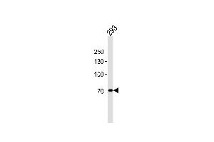 POU6F2 Antibody (N-term) (ABIN656215 and ABIN2845532) western blot analysis in 293 cell line lysates (35 μg/lane). (POU6F2 antibody  (N-Term))