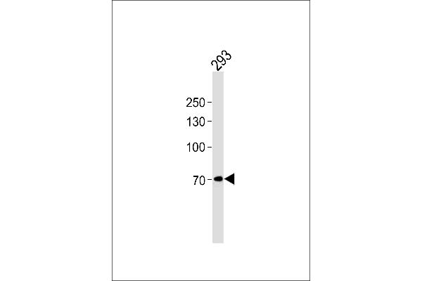 POU6F2 antibody  (N-Term)