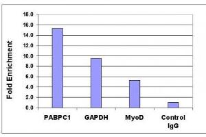 Histone H4K5ac antibody (pAb) tested by ChIP analysis. (Histone H4 antibody  (acLys5))