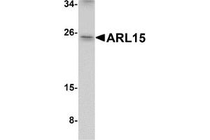 Western Blotting (WB) image for anti-ADP-Ribosylation Factor-Like 15 (ARL15) (Middle Region) antibody (ABIN1030866) (ARL15 antibody  (Middle Region))