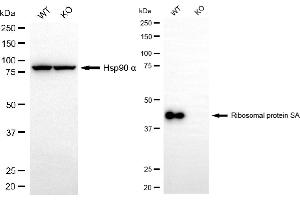 Western blotting analysis using ribosomal protein SA antibody (ABIN7800237).