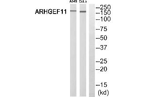 Western blot analysis of extracts from A549 cells and COLO 205 cells, using ARHGEF11 antibody. (ARHGEF11 antibody  (N-Term))