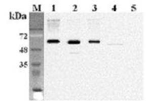 Western blot analysis using anti-FTO (human), mAb (FT86-4)  at 1:2'000 dilution.