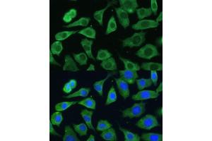 Immunofluorescence (IF) image for anti-Eukaryotic Translation Initiation Factor 3, Subunit D (EIF3D) (AA 1-240) antibody (ABIN6140057)
