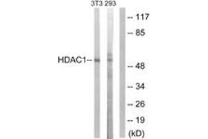 Western Blotting (WB) image for anti-Histone Deacetylase 1 (HDAC1) (AA 387-436) antibody (ABIN2879110) (HDAC1 antibody  (AA 387-436))