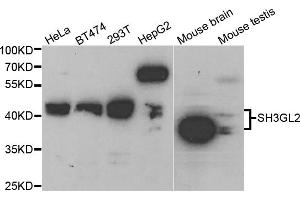 Western blot analysis of extracts of various cell lines, using SH3GL2 antibody (ABIN5973334) at 1/1000 dilution. (SH3G2 antibody)