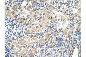 Image no. 1 for anti-Solute Carrier Family 9, Subfamily A (NHE9, Cation Proton Antiporter 9), Member 9 (SLC9A9) (C-Term) antibody (ABIN6738112)