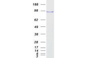SF3A1 Protein (Transcript Variant 1) (Myc-DYKDDDDK Tag)