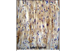 SLC12A7 Antibody (N-term) (ABIN656326 and ABIN2845625) immunohistochemistry analysis in formalin fixed and paraffin embedded human heart tissue followed by peroxidase conjugation of the secondary antibody and DAB staining. (SLC12A7 antibody  (N-Term))
