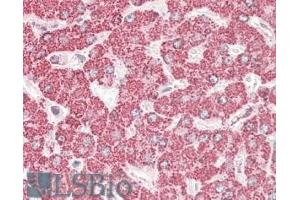 ABIN571193 (3. (ETFB antibody  (AA 231-243))