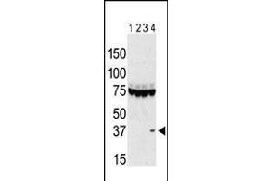 Antibody is used in Western blot to detect Aurora C in lysates of 293 cells expressing Flag tag (lane 1), Flag-tagged Aurora A (lane 2), Flag-tagged Aurora B (lane 3), and Flag-tagged Aurora C (lane 4). (Aurora Kinase C antibody  (AA 115-145))