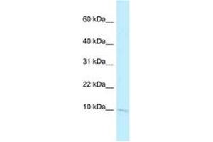 Image no. 1 for anti-Barrier To Autointegration Factor 2 (BANF2) (N-Term) antibody (ABIN6748051) (Banf2 antibody  (N-Term))