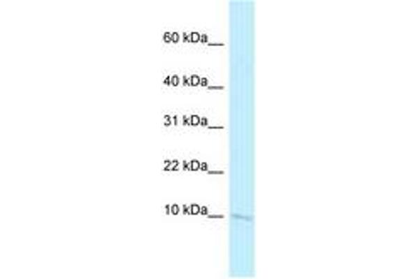Banf2 antibody  (N-Term)