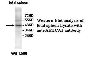 Image no. 1 for anti-Adhesion Molecule, Interacts with CXADR Antigen 1 (AMICA1) antibody (ABIN1574658)