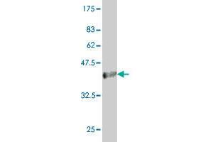 Western Blot detection against Immunogen (36. (Acox2 antibody  (AA 582-681))
