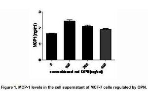 Osteopontin (OPN), a multifunctional phosphorylated glycoprotein, plays an important role in neutrophil recruitment and was found to induce the expression of proinflammatory chemokines including MCP-1 and MIP-1β which promote migration and recruitment of inflammatory cells. (Osteopontin Protein (AA 17-317) (His tag))