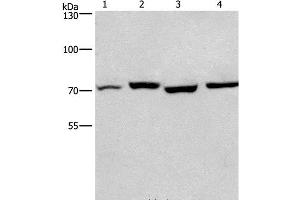 Western Blot analysis of Human fetal liver and Mouse stomach tissue, hela and hepG2 cell using ARNTL Polyclonal Antibody at dilution of 1:450 (ARNTL antibody)