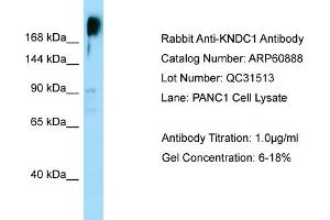 Western Blotting (WB) image for anti-Kinase Non-Catalytic C-Lobe Domain (KIND) Containing 1 (KNDC1) (C-Term) antibody (ABIN2788617) (KNDC1 antibody  (C-Term))