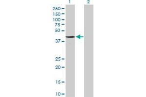 Western Blot analysis of CDC2 expression in transfected 293T cell line by CDC2 MaxPab polyclonal antibody. (CDK1 antibody  (AA 1-297))