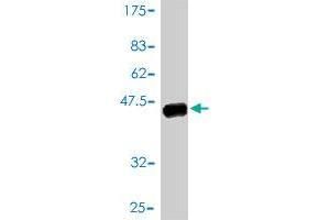 Western Blotting (WB) image for anti-Cone-Rod Homeobox (CRX) (AA 1-300) antibody (ABIN560472)
