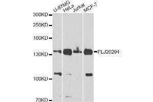Western blot analysis of extracts of various cell lines, using FLJ20294 Antibody. (AMBRA1 antibody  (AA 1109-1208))