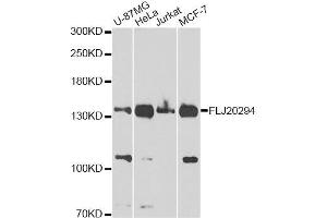 Western blot analysis of extracts of various cell lines, using FLJ20294 Antibody.