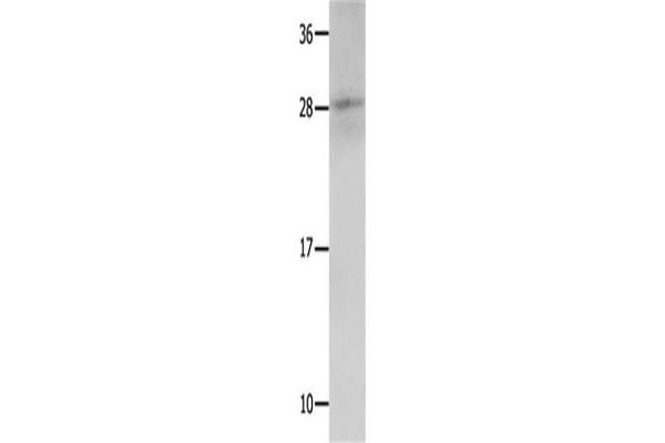 Kallikrein 15 antibody