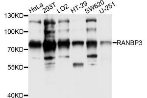 Western blot analysis of extracts of various cell lines, using RANBP3 antibody (ABIN5995667) at 1/1000 dilution.