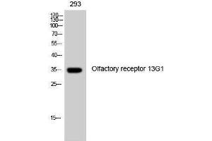 Western Blotting (WB) image for anti-Olfactory Receptor, Family 13, Subfamily G, Member 1 (OR13G1) (C-Term) antibody (ABIN3176487) (OR13G1 antibody  (C-Term))