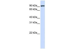 Western Blotting (WB) image for anti-Melanoma Inhibitory Activity Protein 2 (MIA2) antibody (ABIN2458521) (MIA2 antibody)