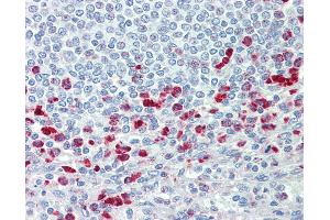 Anti-CD63 antibody IHC staining of human spleen. (CD63 antibody  (AA 163-190))