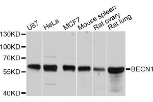 Western blot analysis of extracts of various cell lines, using BECN1 antibody (ABIN5997298) at 1/1000 dilution. (Beclin 1 antibody)