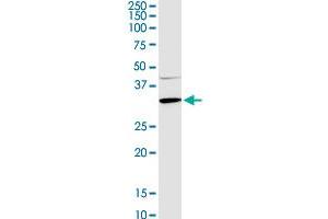 APOA1 MaxPab rabbit polyclonal antibody. (APOA1 antibody  (AA 1-267))