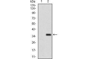 Western blot analysis using FGF4 mAb against HEK293 (1) and FGF4 (AA: 62-123)-hIgGFc transfected HEK293 (2) cell lysate.