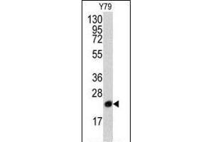 Western blot analysis of anti-PBP Pab (R) in Y79 cell line lysates (35 μg/lane). (PEBP1 antibody  (N-Term))