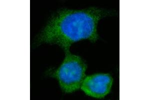 IF analysis of AASS using anti-AASS antibody (ABIN7601519).