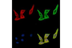 ABIN7096846 and ABIN7100912 staining HepG2 cells by IF/ICC.