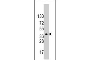 Western blot analysis of HDGF polyclonal antibody  in HeLa cell line lysates (35 ug/lane). (HDGF antibody  (C-Term))