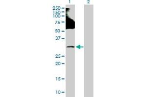 Western Blot analysis of RNF138 expression in transfected 293T cell line by RNF138 MaxPab polyclonal antibody. (RNF138 antibody  (AA 1-245))