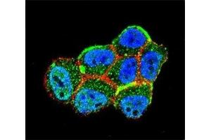 Confocal immunofluorescent analysis of LKB1 antibody with ZR-75-1 cells followed by Alexa Fluor 488-conjugated goat anti-rabbit lgG (green). (LKB1 antibody  (AA 14-44))