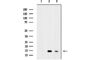 anti-Histone H2A (acLys9) antibody