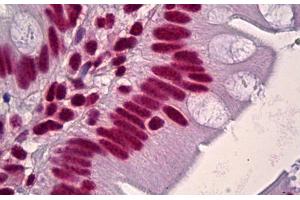 Anti-HNRNPD / AUF1 antibody IHC staining of human small intestine. (HNRNPD/AUF1 antibody  (AA 49-98))