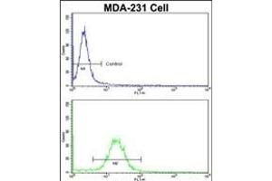 Flow cytometric analysis of MDA-231 cells using EMD Antibody (C-term)(bottom histogram) compared to a negative control cell (top histogram).