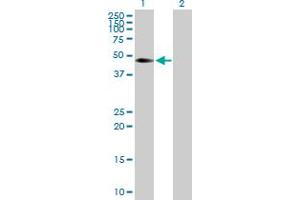 Western Blot analysis of CDC42EP4 expression in transfected 293T cell line by CDC42EP4 MaxPab polyclonal antibody. (CDC42EP4 antibody  (AA 1-356))