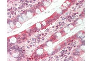 Anti-TAPBP / Tapasin antibody IHC staining of human small intestine. (TAPBP antibody  (AA 307-356))