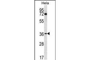 Western blot analysis in Hela cell line lysates (35ug/lane). (NUP35 antibody  (C-Term))