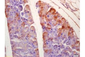Formalin-fixed and paraffin embedded mouse pancreas labeled with Anti-SGK3 Polyclonal Antibody, Unconjugated (ABIN1387590) at 1:200 followed by conjugation to the secondary antibody and DAB staining